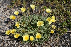 22B Yellow Wildflowers Next To Dempster Highway In Yukon Between Yukon Border And Arctic Circle.jpg